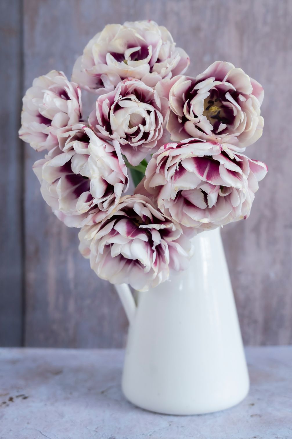 Tulpe Pistache