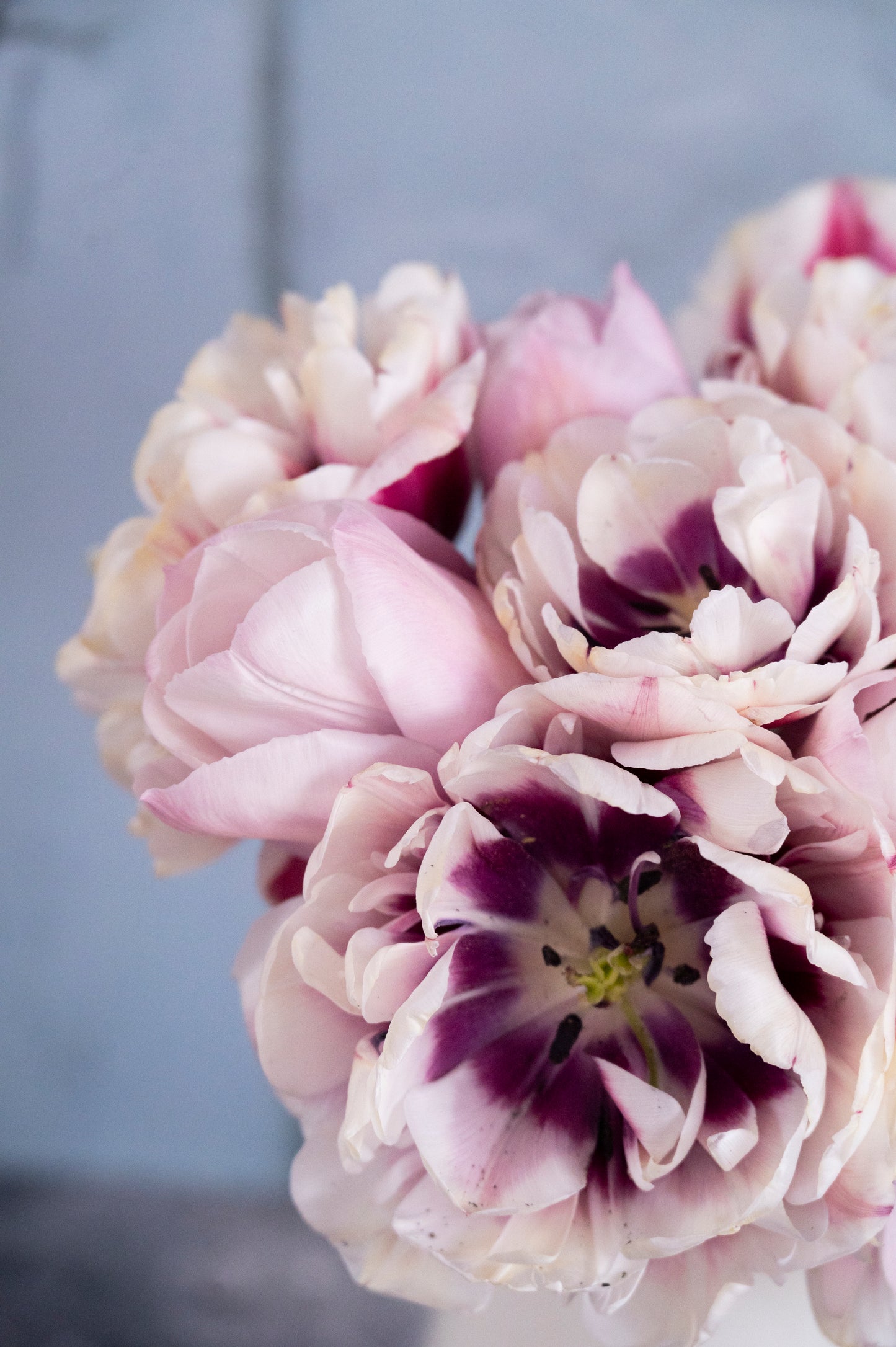 Tulpe Pistache