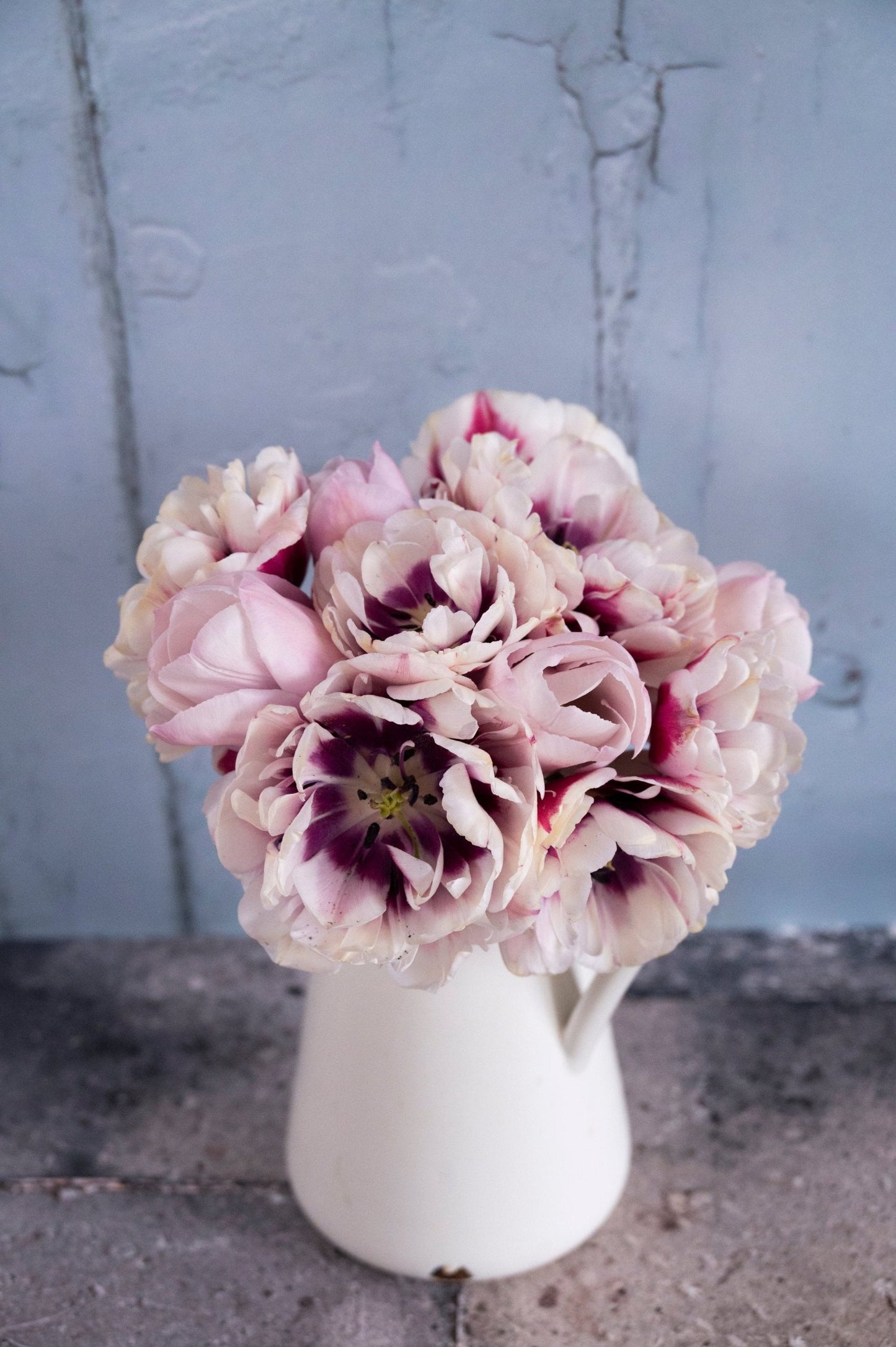 Tulpenmischung Marshmallow Cloud