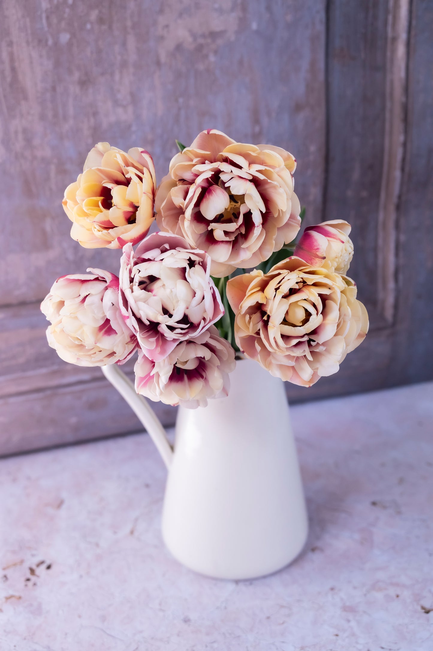 Tulpe Pistache