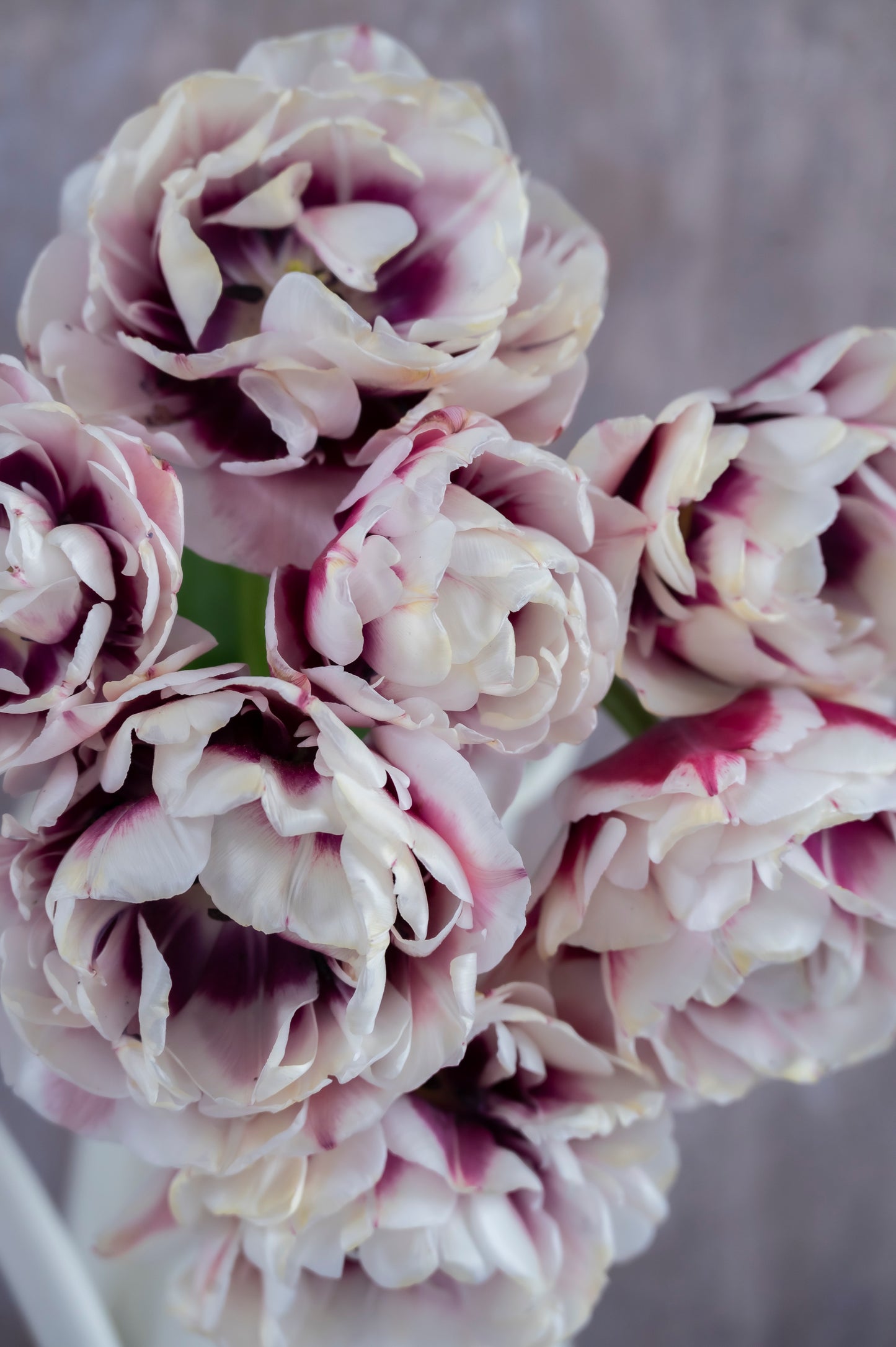 Tulpe Pistache