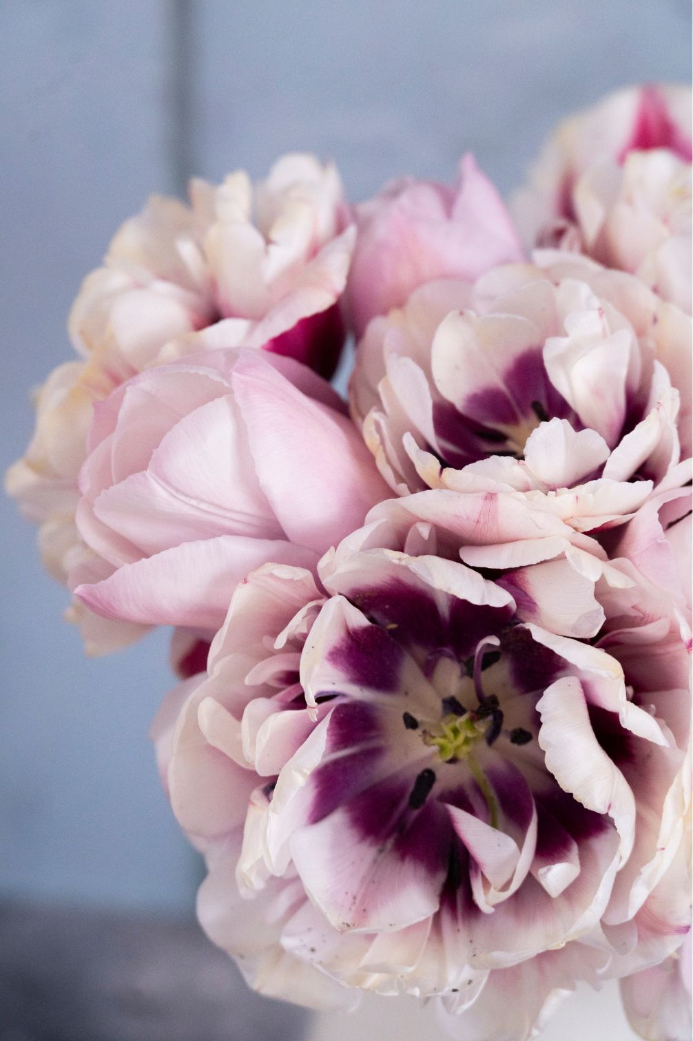 Tulpenmischung Marshmallow Cloud