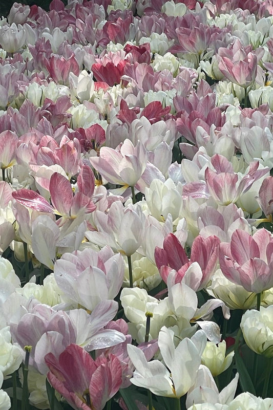 Mehrjährige Tulpenmischung "Strawberry Fool" - 20 Zwiebeln