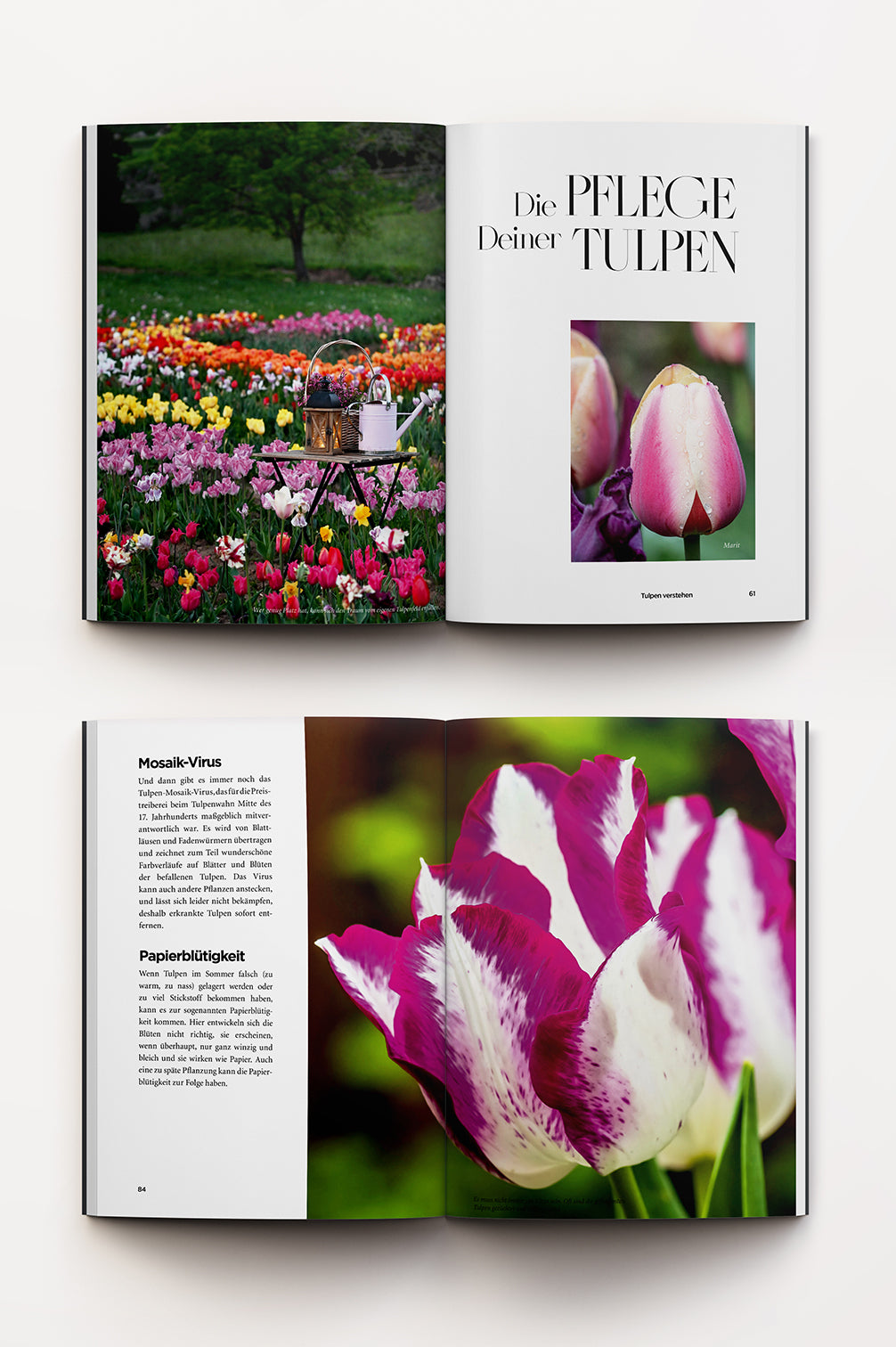 Tulpenglück – Buch
