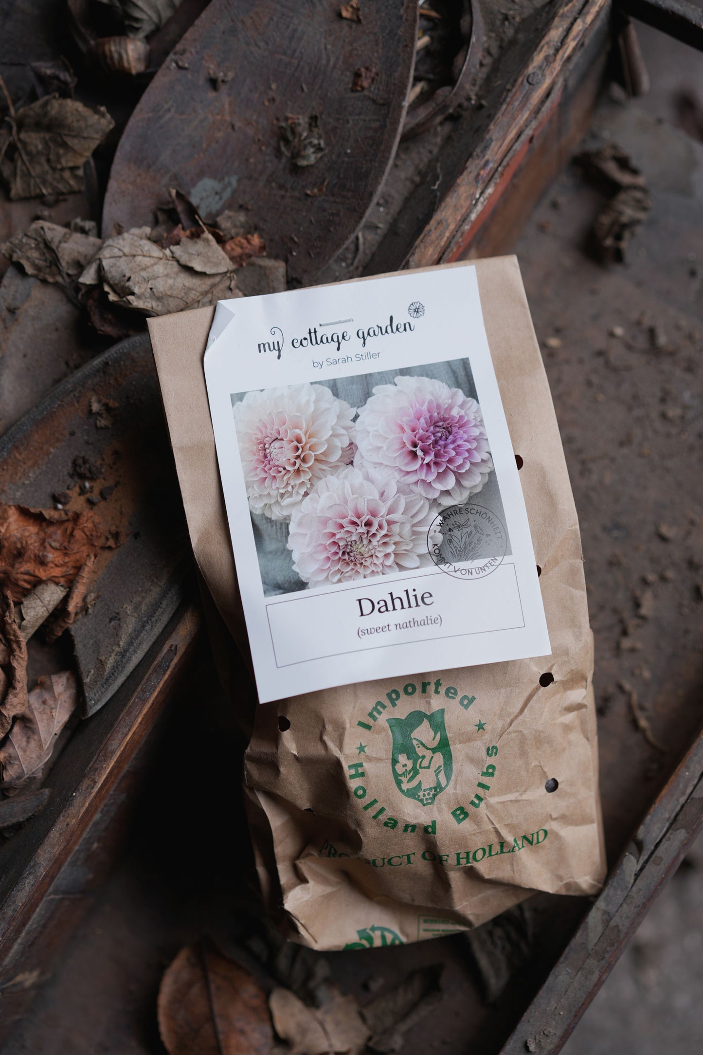 Dahlie "Sweet Nathalie"