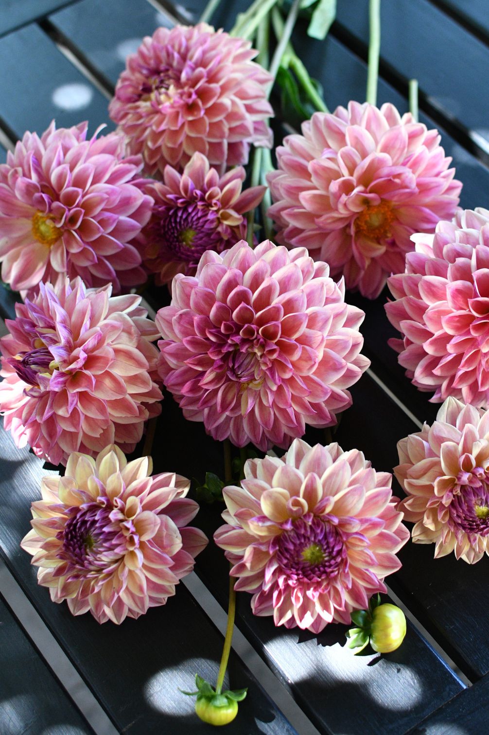 Dahlie Dusty Beauty – zart rosafarbene Blüten im warmen Sommerlicht.