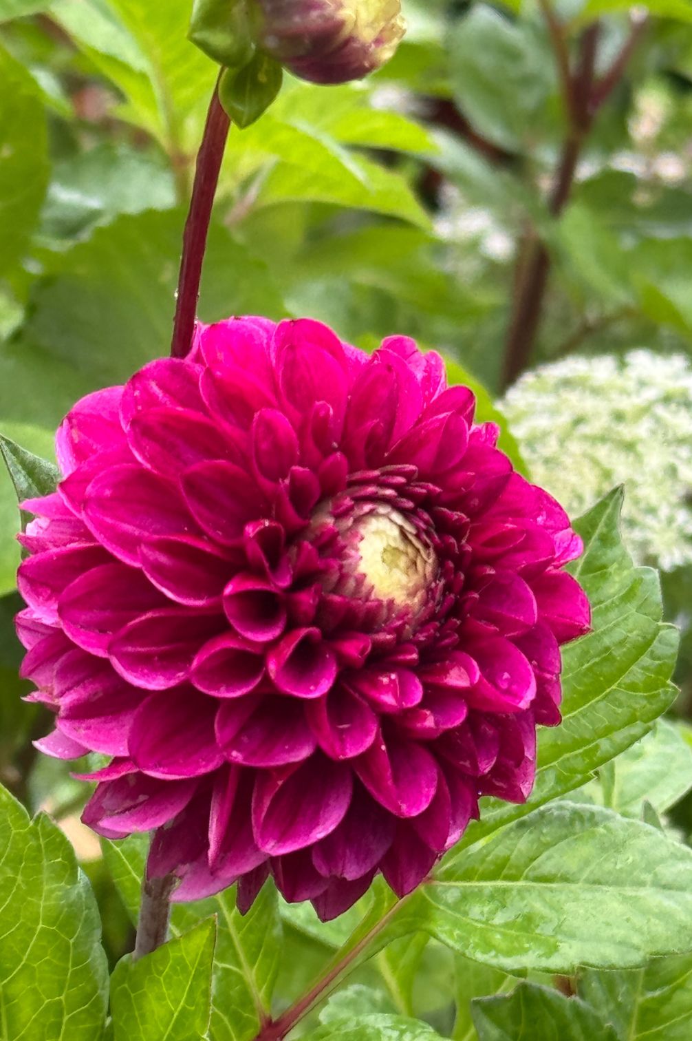 Blühende Dahlie Hapet Rarity im Gartenbeet in Nahaufnahme.