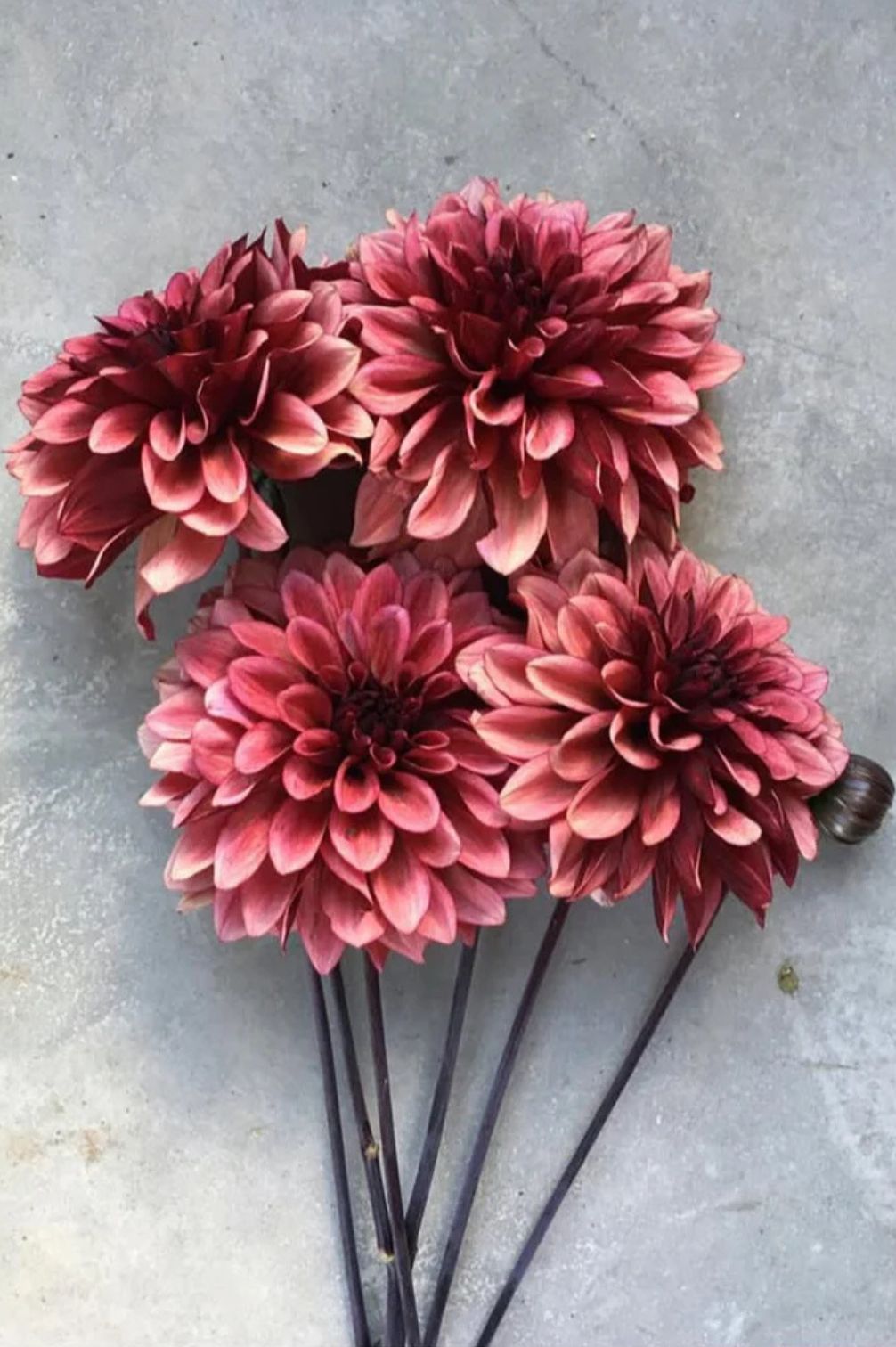 Rost und pinkfarbene Dahlie Night Silence auf hellgrauem Marmorhintergrund.