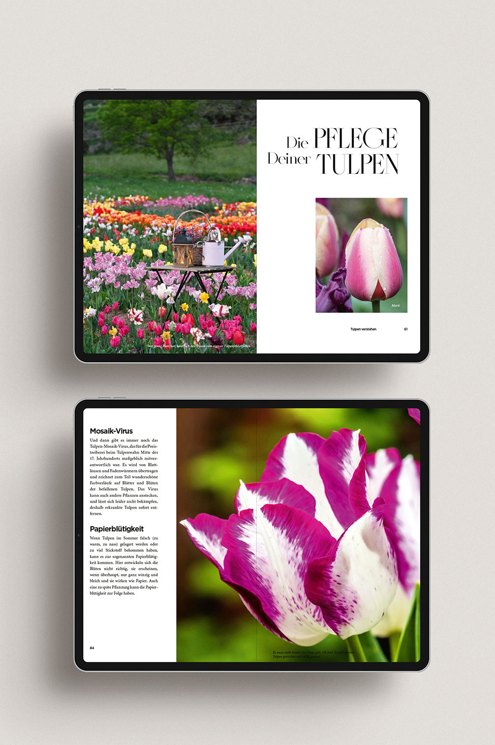 TULPENGLÜCK (E-Book)