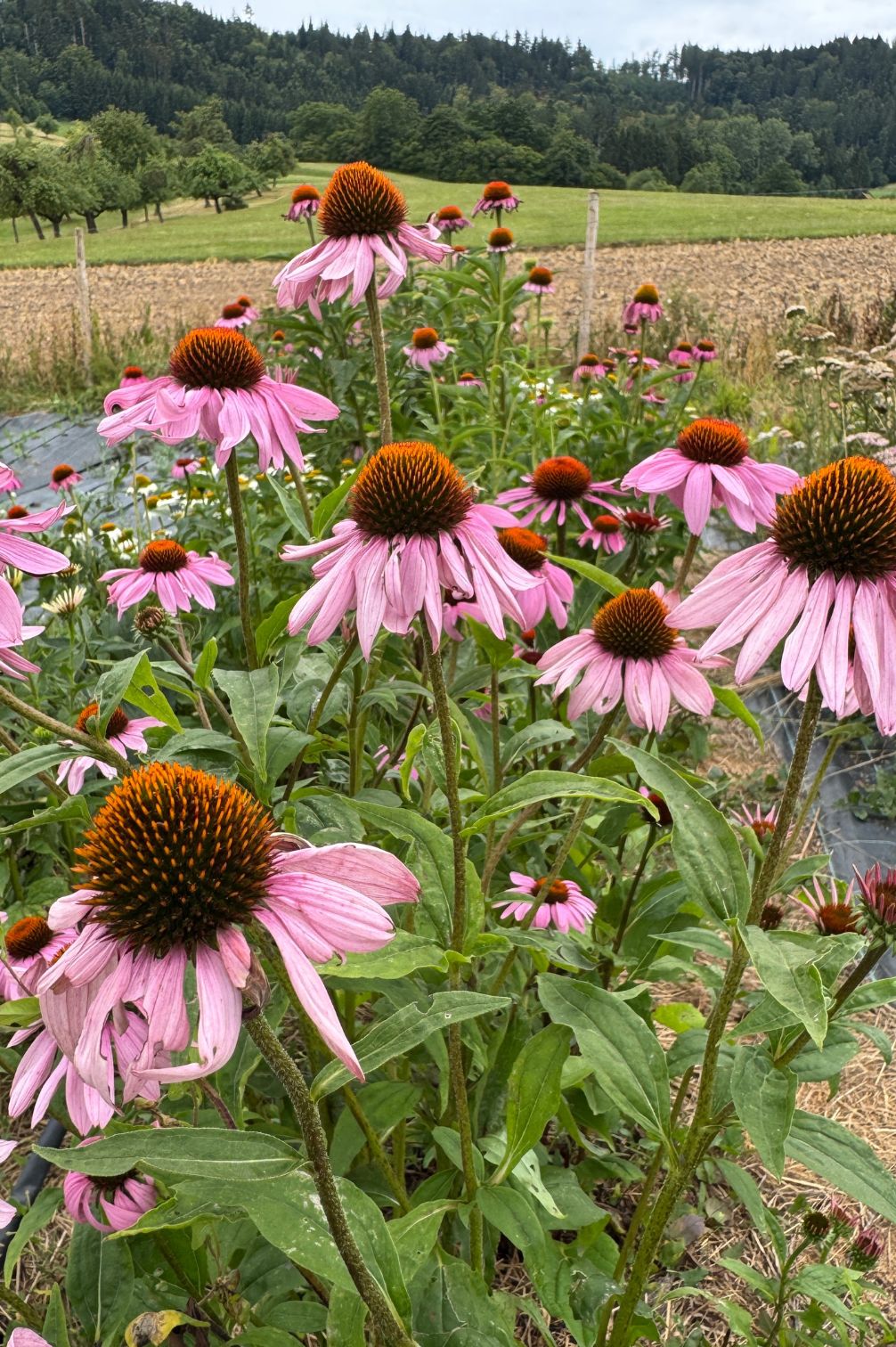 Großes Sonnenhut-Beet in Rosa – robuste, mehrjährige Staude im Naturgarten.