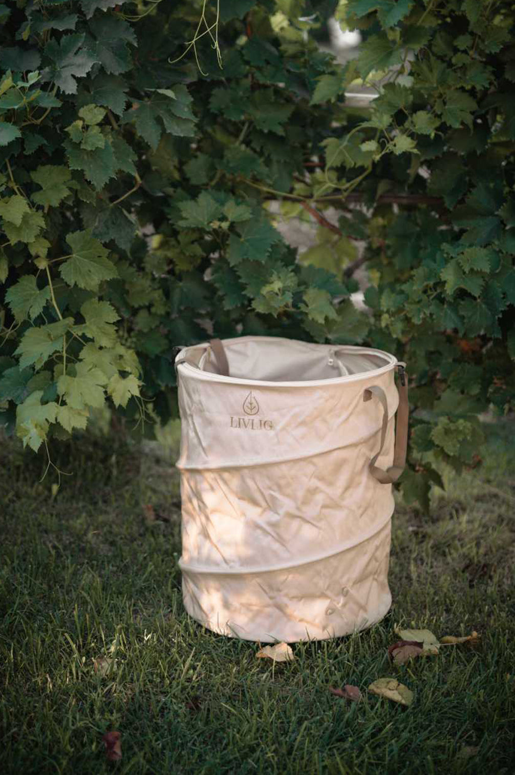 Ein beiger LIVLIG Pop-up Gartensack mit 90 Litern Fassungsvermögen steht auf einer grünen Wiese unter Weinreben. Der stabile Laubsack aus Oxford-Gewebe ist aufrecht aufgeklappt, bereit zum Befüllen mit Gartenabfällen.