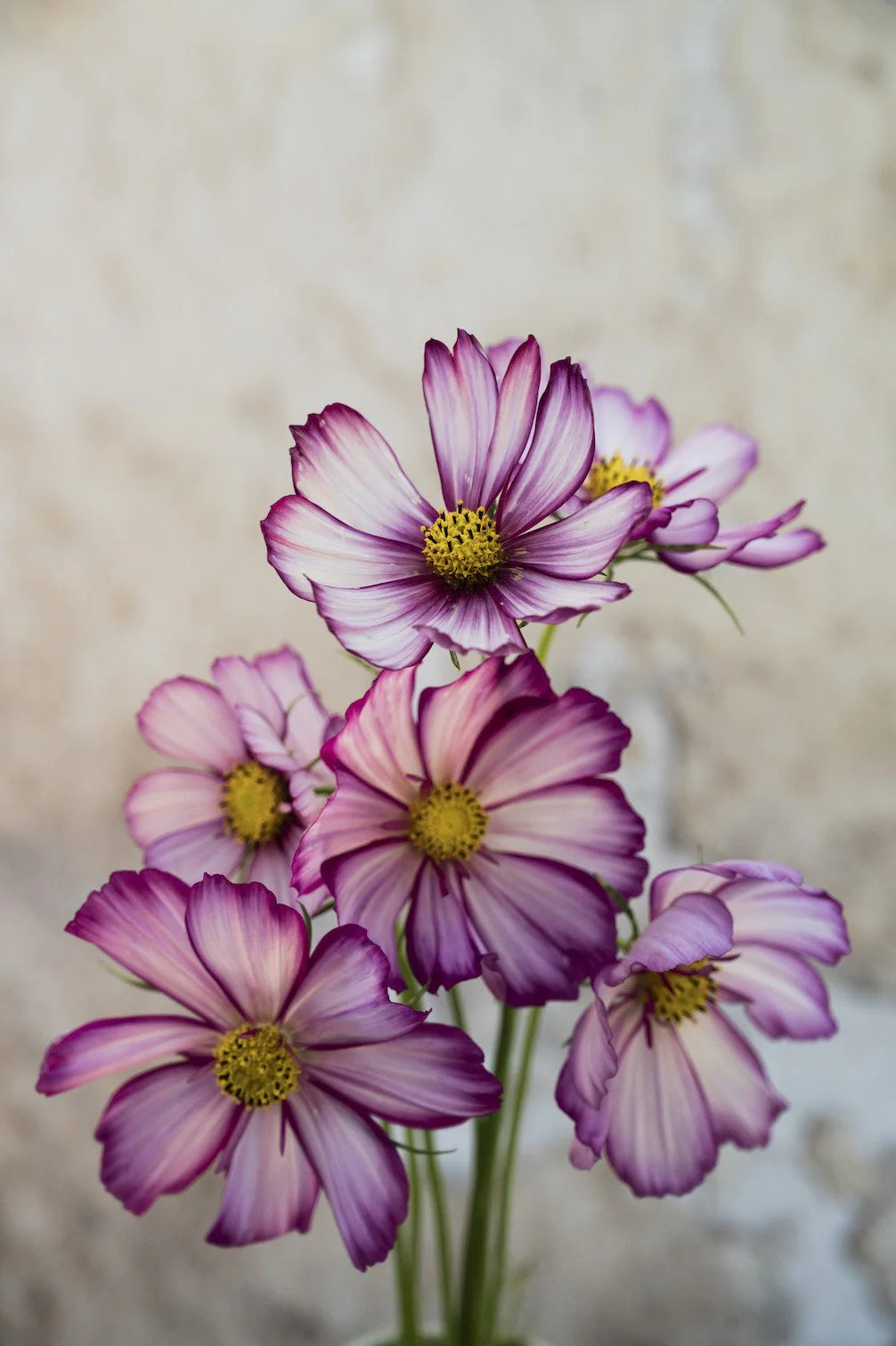Leuchtende Kosmeen-Mischung – 6 Packungen