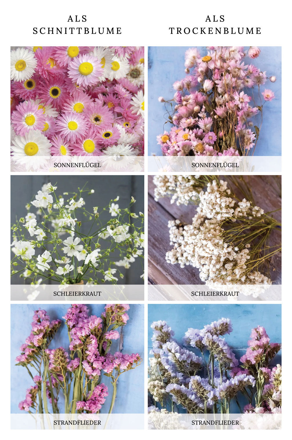 12 Sorten für Trockenblumen