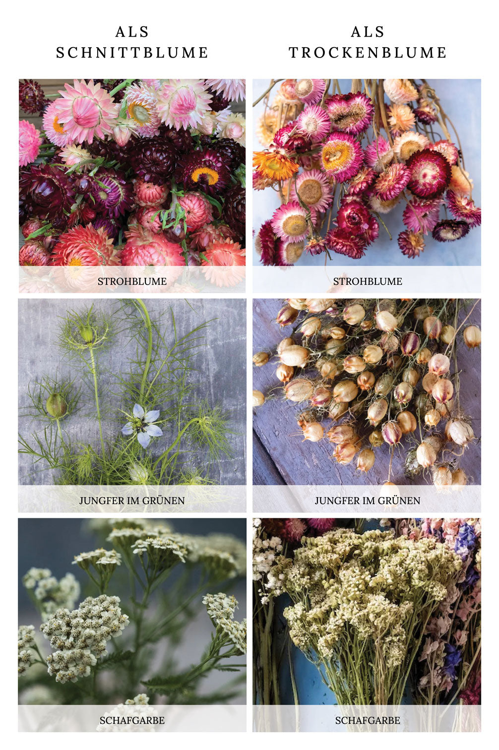 12 Sorten für Trockenblumen