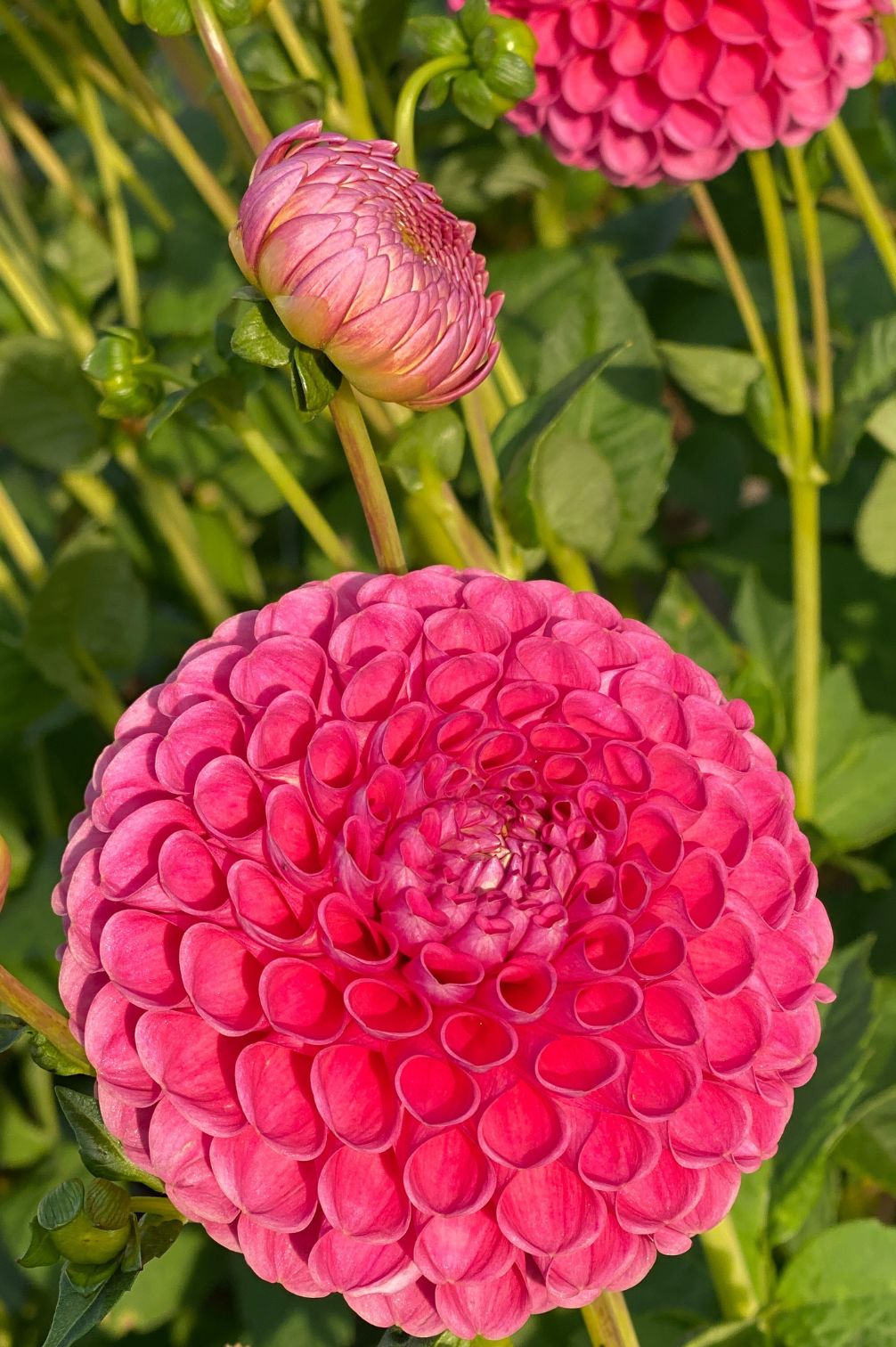 Dahlie "Jowey Frambo"