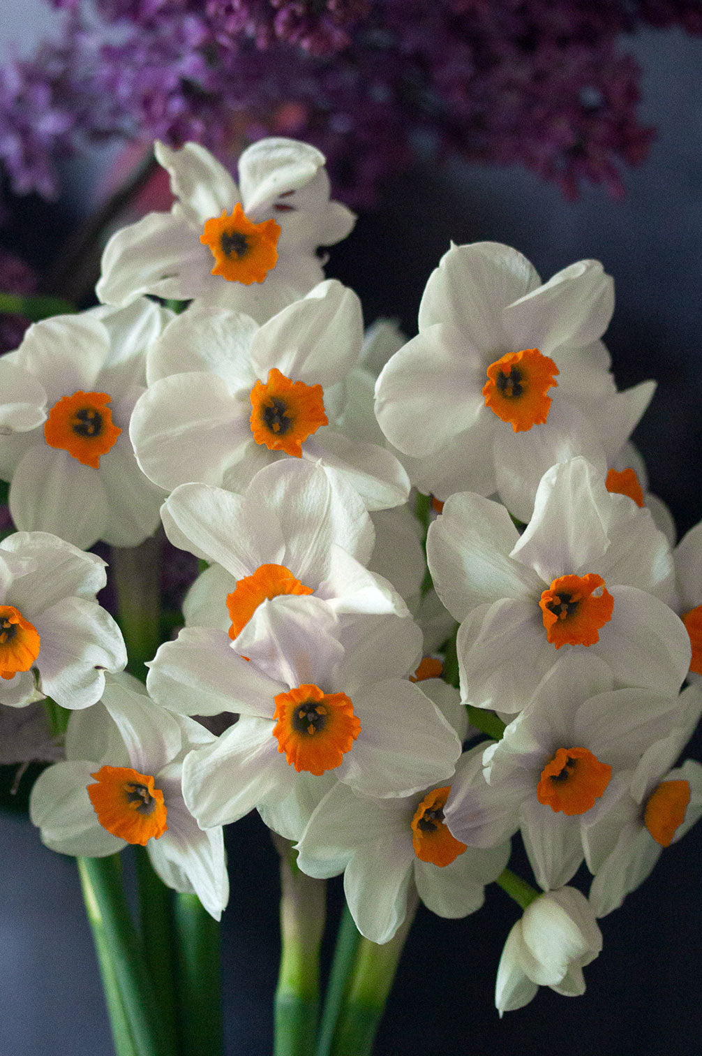 Narzisse "Geranium" – 10 Zwiebeln