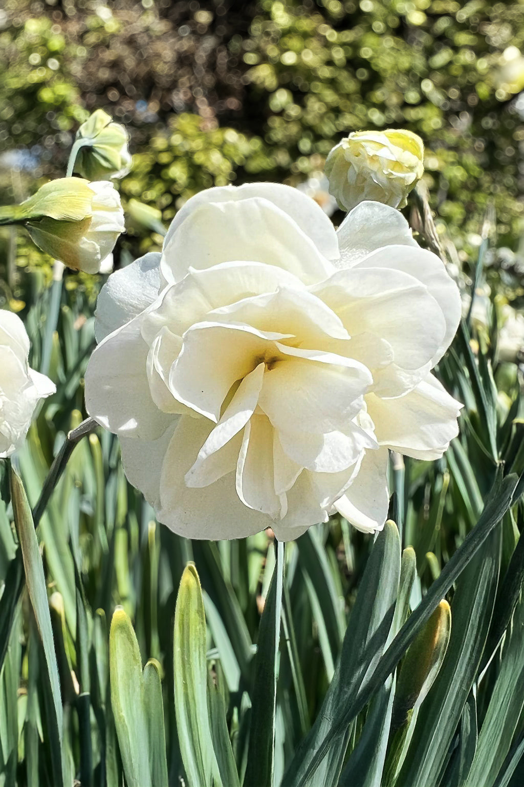 Narzisse "Obdam" – 10 Zwiebeln