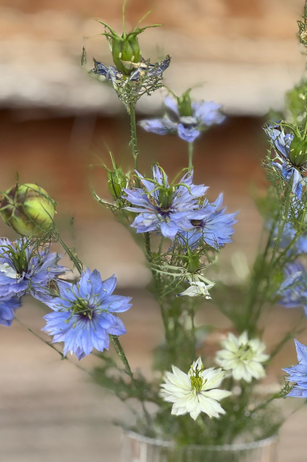 Nigella-Strauß in Blau-Weiß – feine Blütenblätter, dekoratives Laub, perfekt für Sommerbeete, Gestecke und natürliche Floristik.