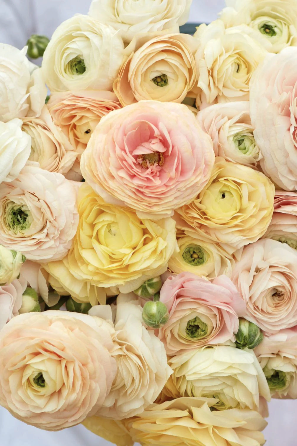 Ranunkel "Amandine Wedding Pastel" – 10 Krallen