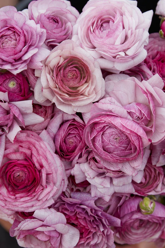 Ranunkel "Purple Jean" – 10 Krallen