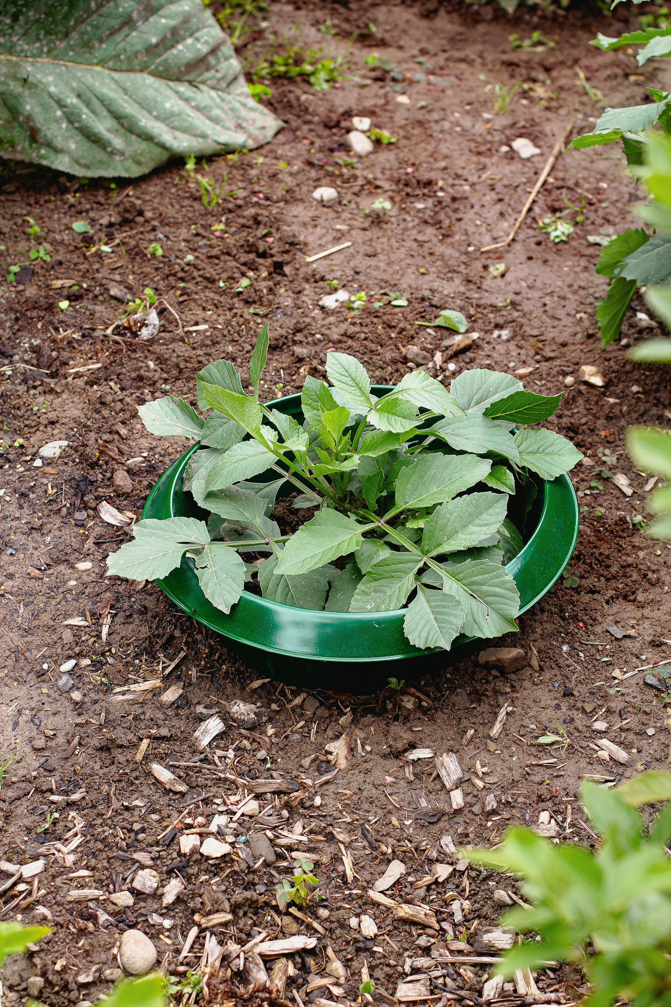 Schneckenkragen grün – groß