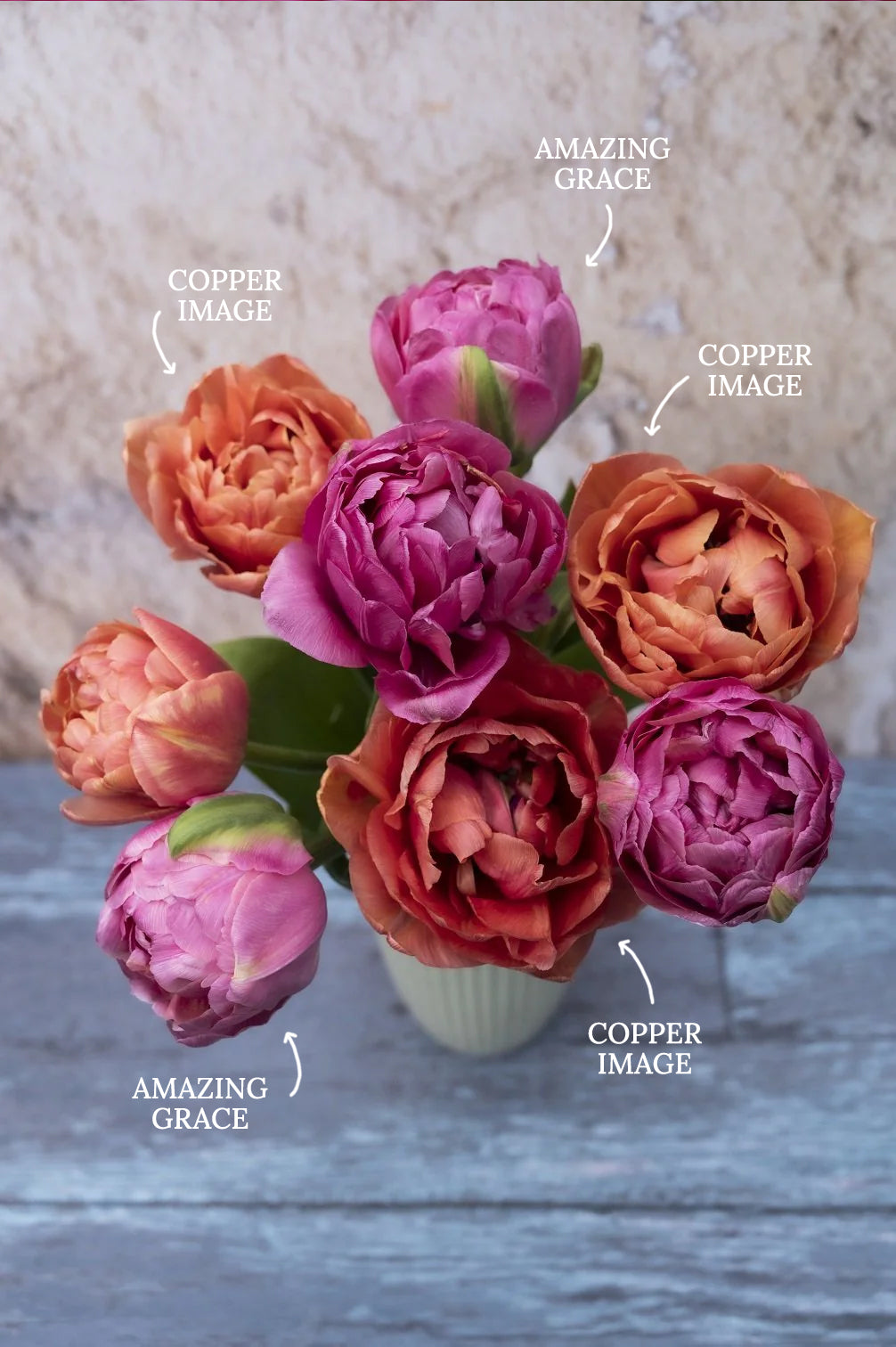 Tulpe "Copper Image" – 10 Zwiebeln