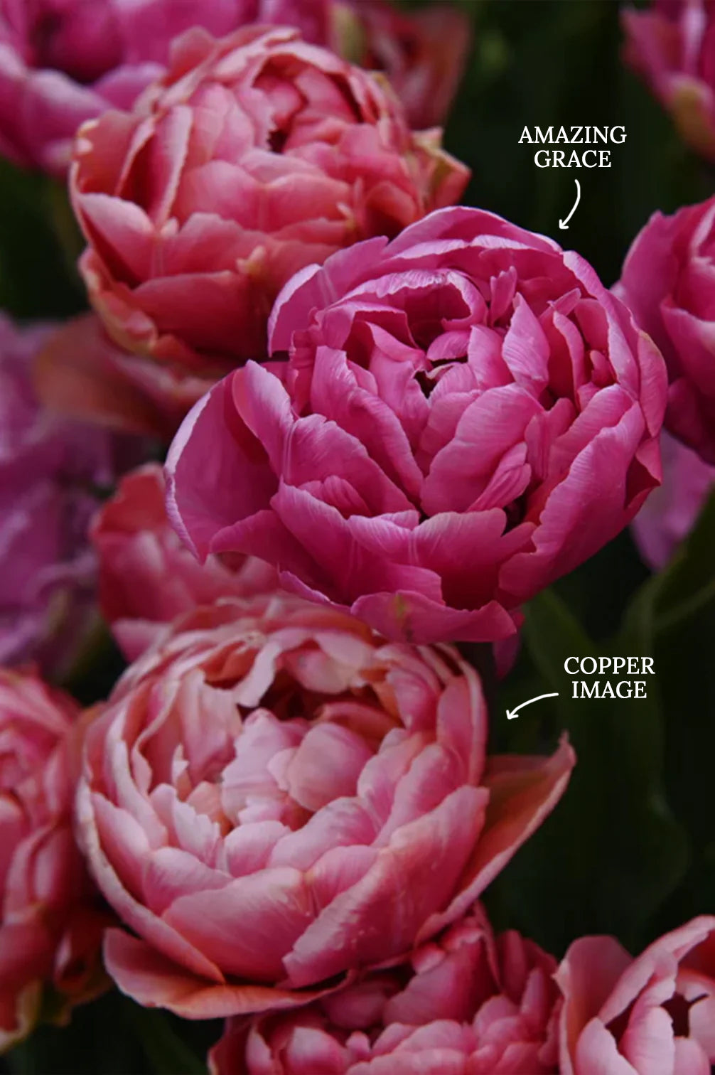 Tulpe "Amazing Grace" – 10 Zwiebeln