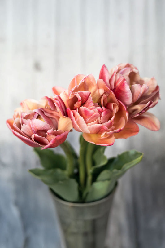 Tulpe "Beachberry" – 10 Zwiebeln