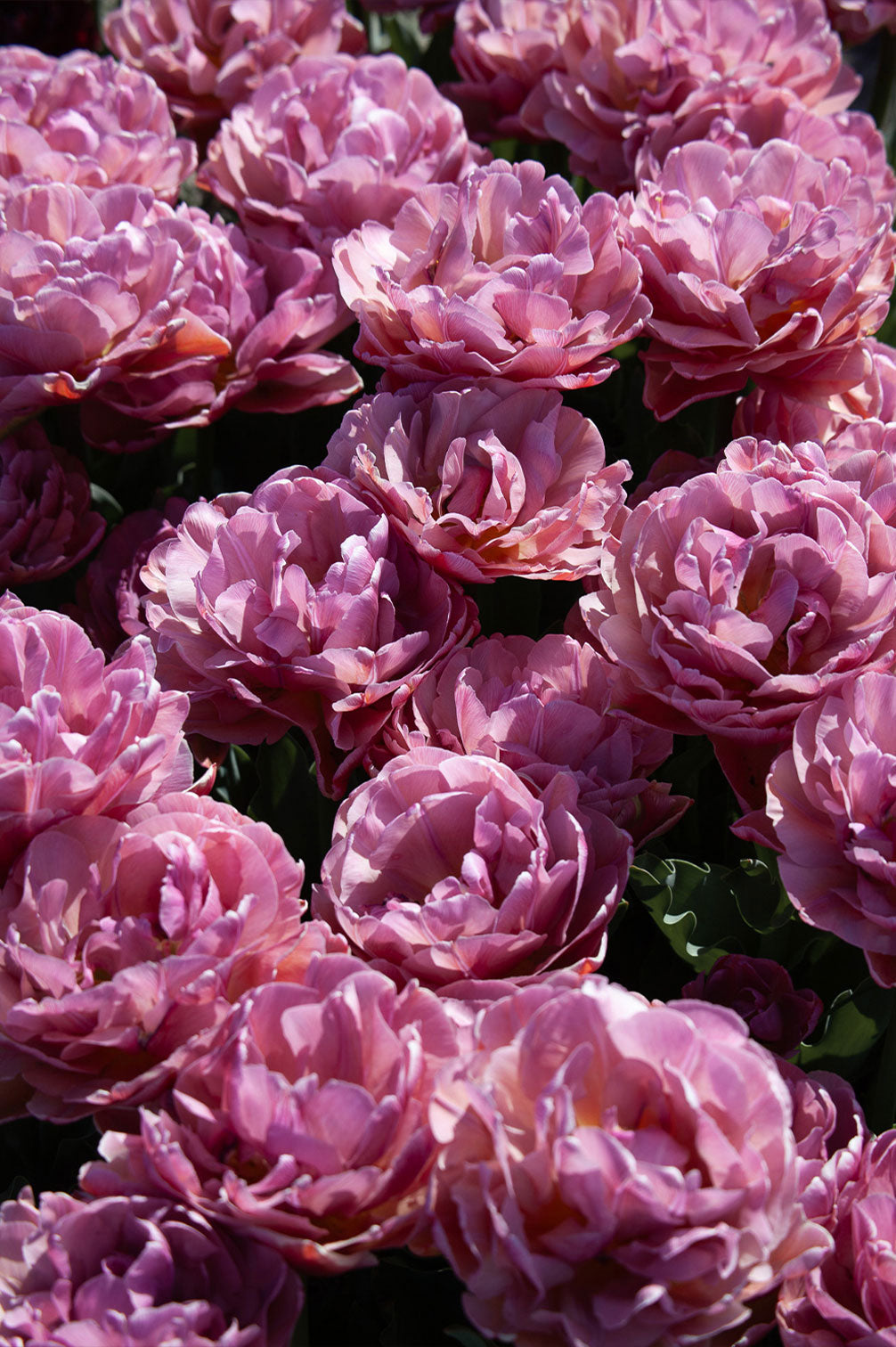 Tulpe "Beachberry" – 10 Zwiebeln