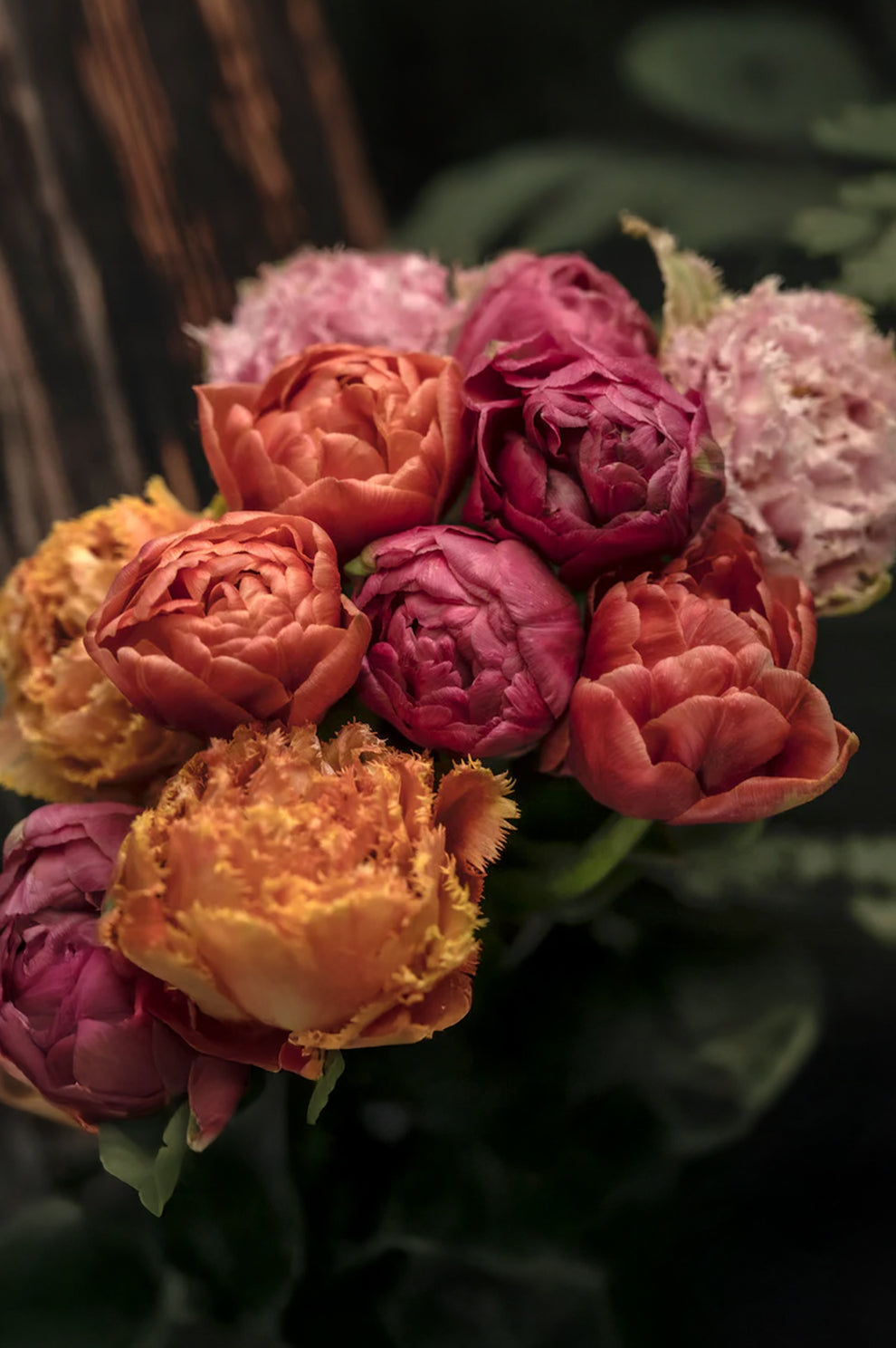Tulpe "Copper Image" – 10 Zwiebeln