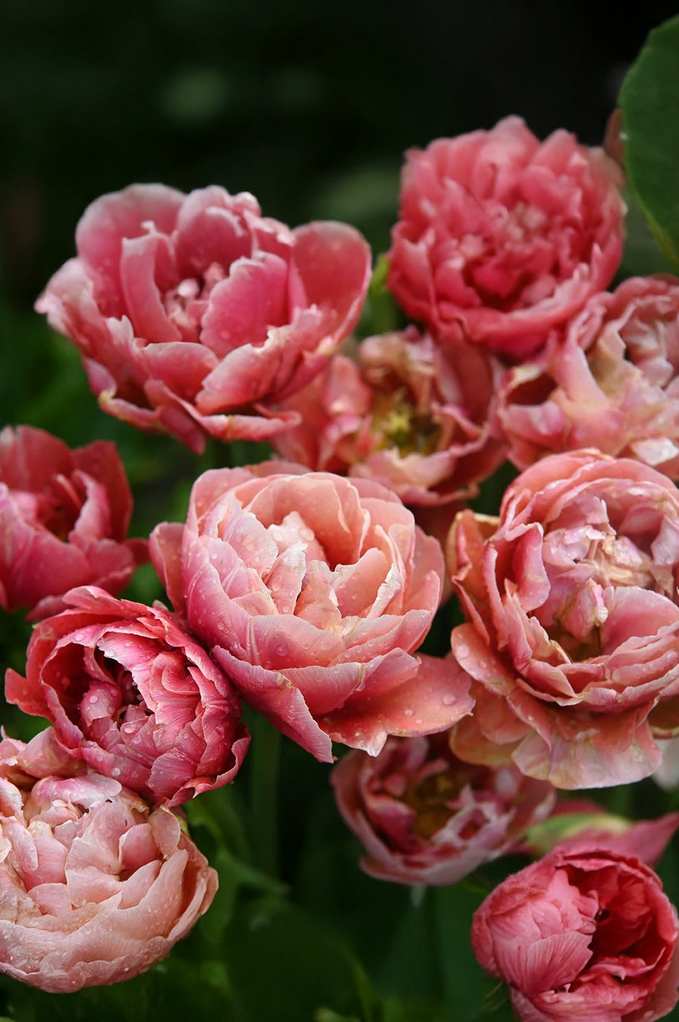 Tulpe "Copper Image" – 10 Zwiebeln
