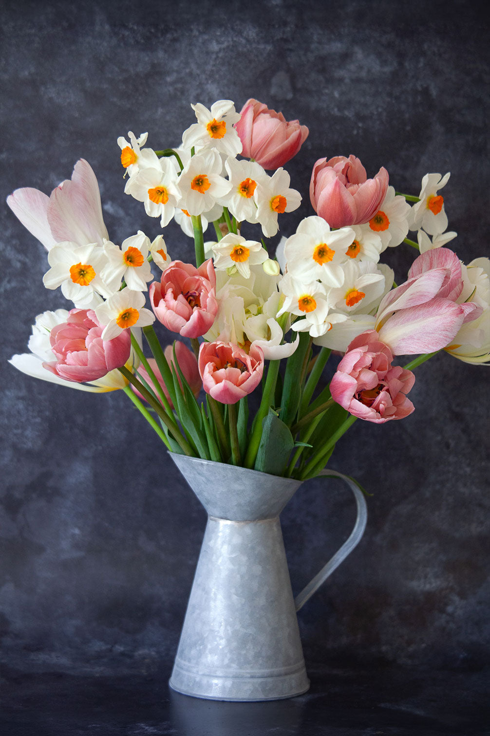 Tulpe "Coral Blush" – 10 Zwiebeln