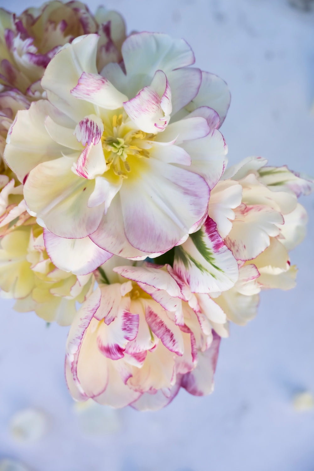 Tulpe "Double Shake" – 10 Zwiebeln