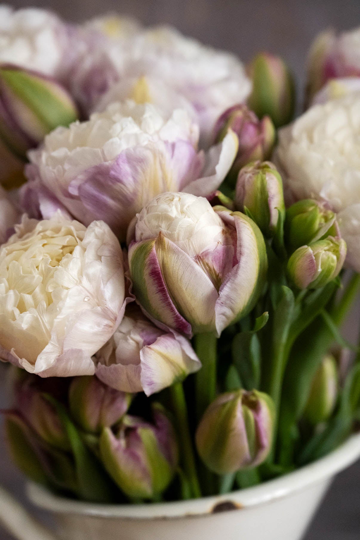 Gefüllte Tulpe ‚Double Surprise‘ in zartem Rosa-Weiß mit cremefarbenem Herz – arrangiert in einer alten weißen Emaillekanne im Vintage-Stil