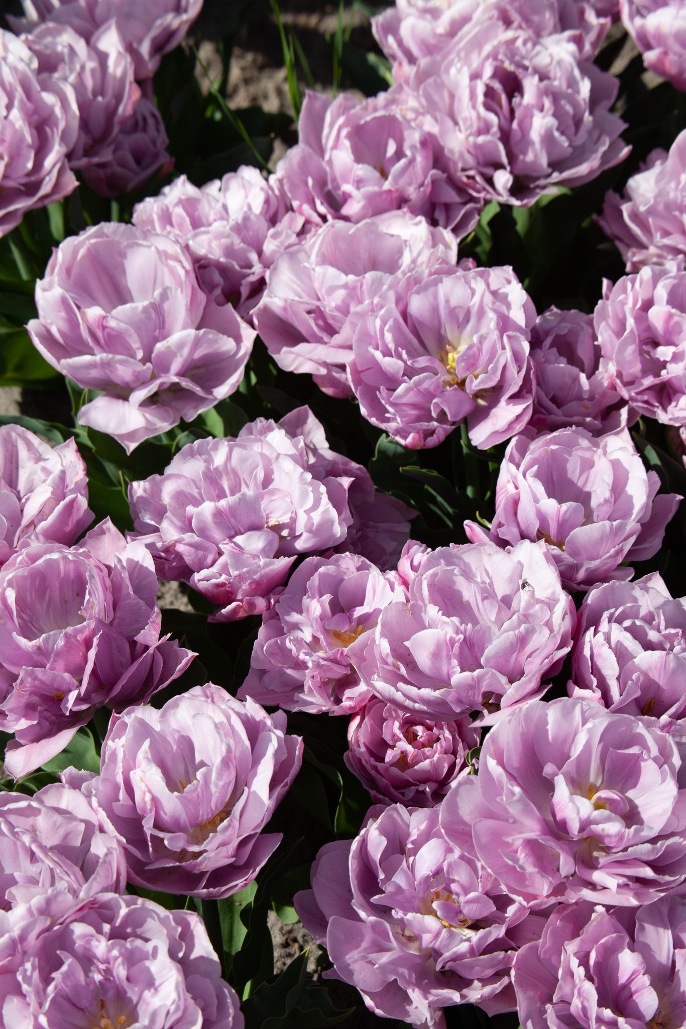 Tulpe "Katinka" – 10 Zwiebeln