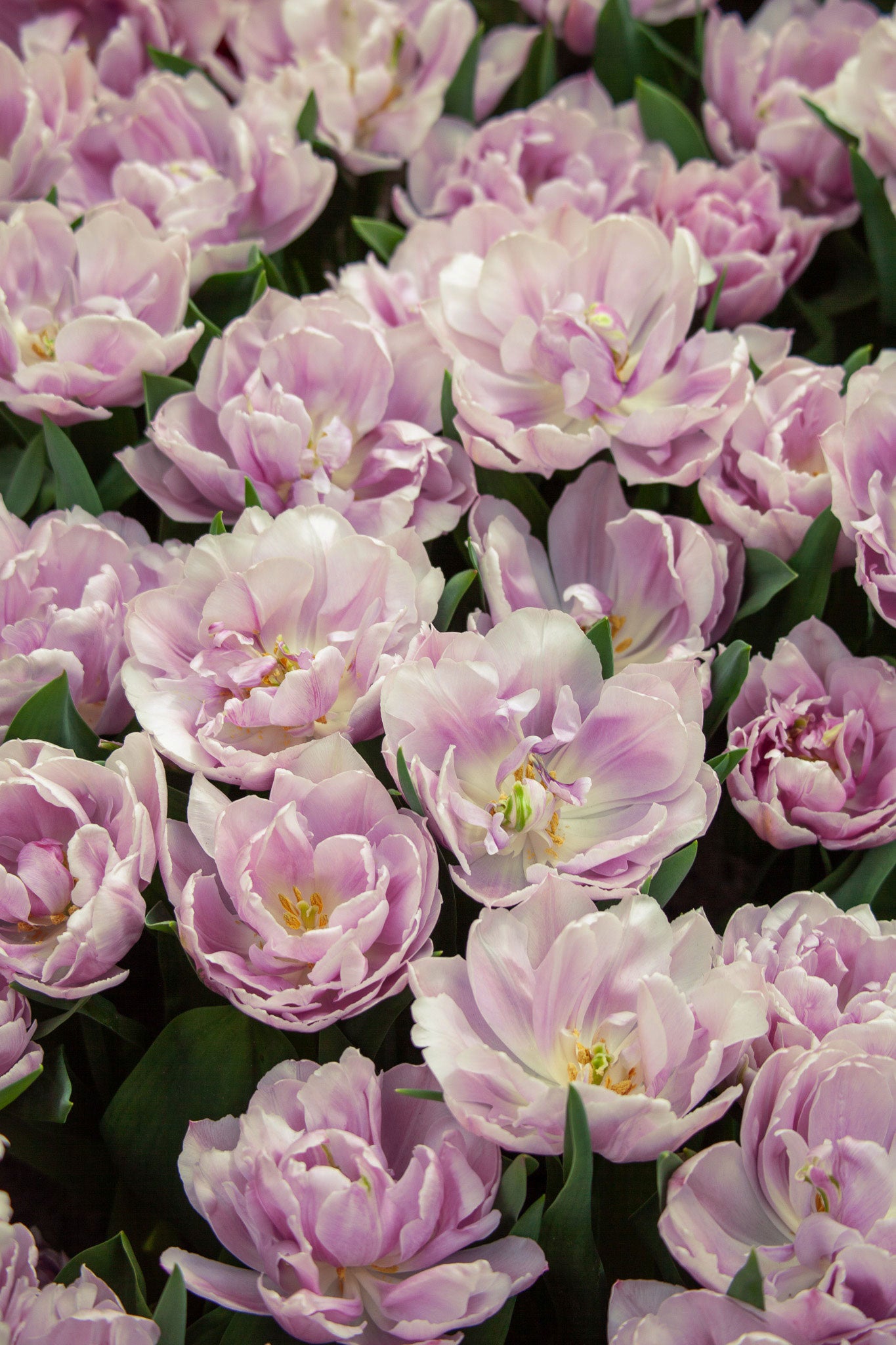 Tulpe "Katinka" – 10 Zwiebeln