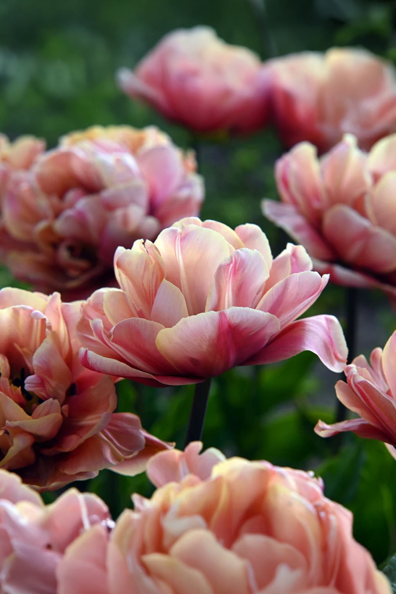 Tulpe "La Belle Epoque" - 10 Zwiebeln