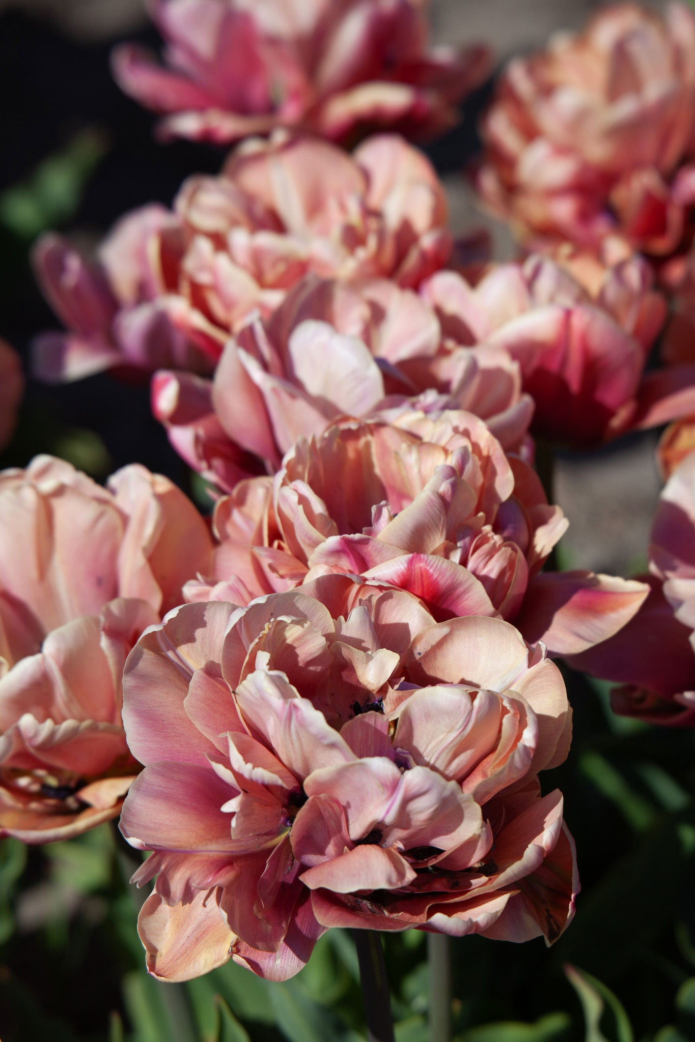 Tulpe "La Belle Epoque" - 10 Zwiebeln