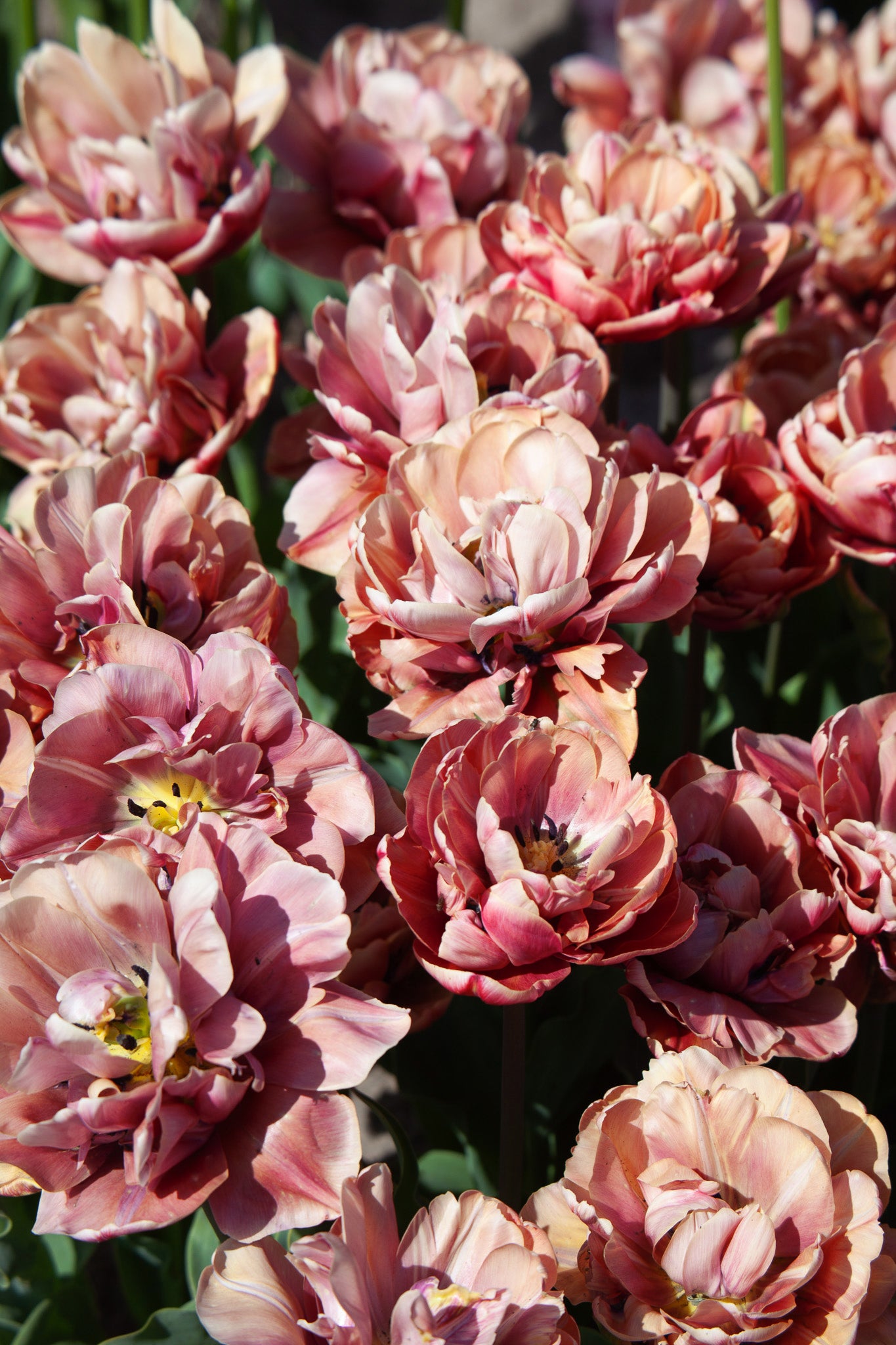 Tulpe "La Belle Epoque" - 10 Zwiebeln