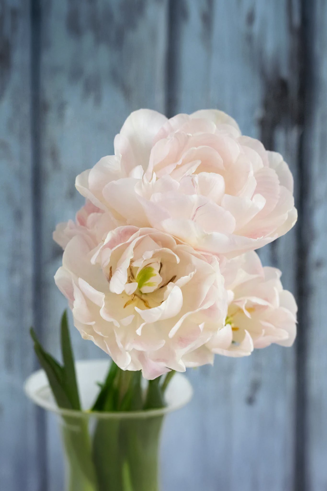 Tulpe "Mariage" – 10 Zwiebeln