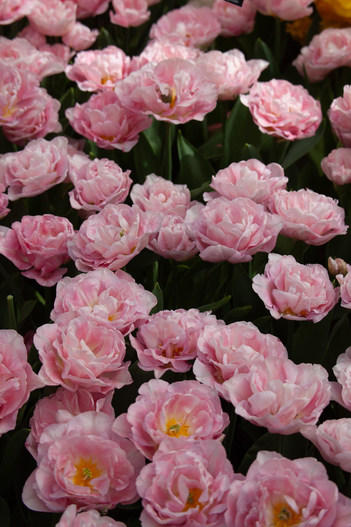 Tulpe "Mariage" – 10 Zwiebeln