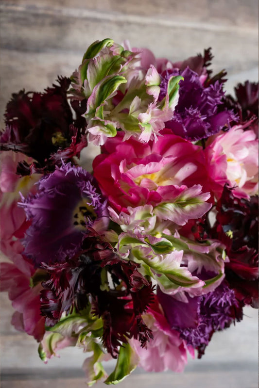 Tulpenmischung "Shades of Pink" – 50 Zwiebeln