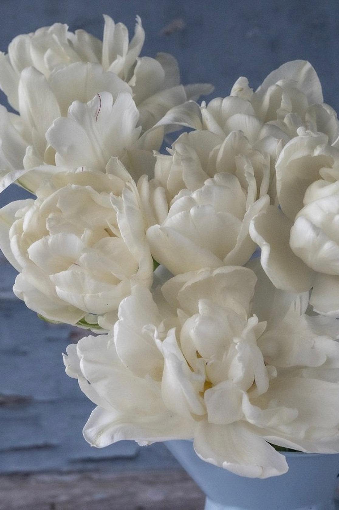 Tulpe "Mount Tacoma" – 10 Zwiebeln