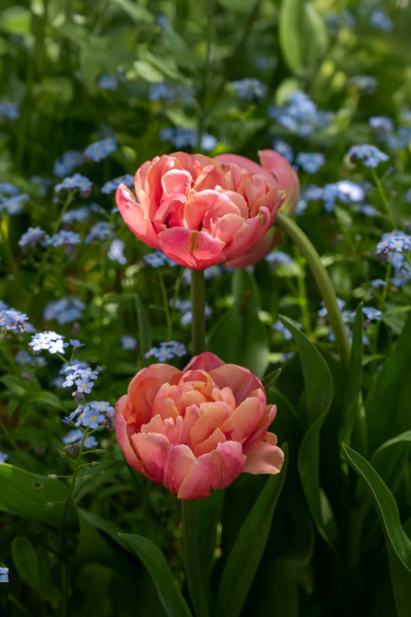 Tulpe "Pink Star" – 10 Zwiebeln