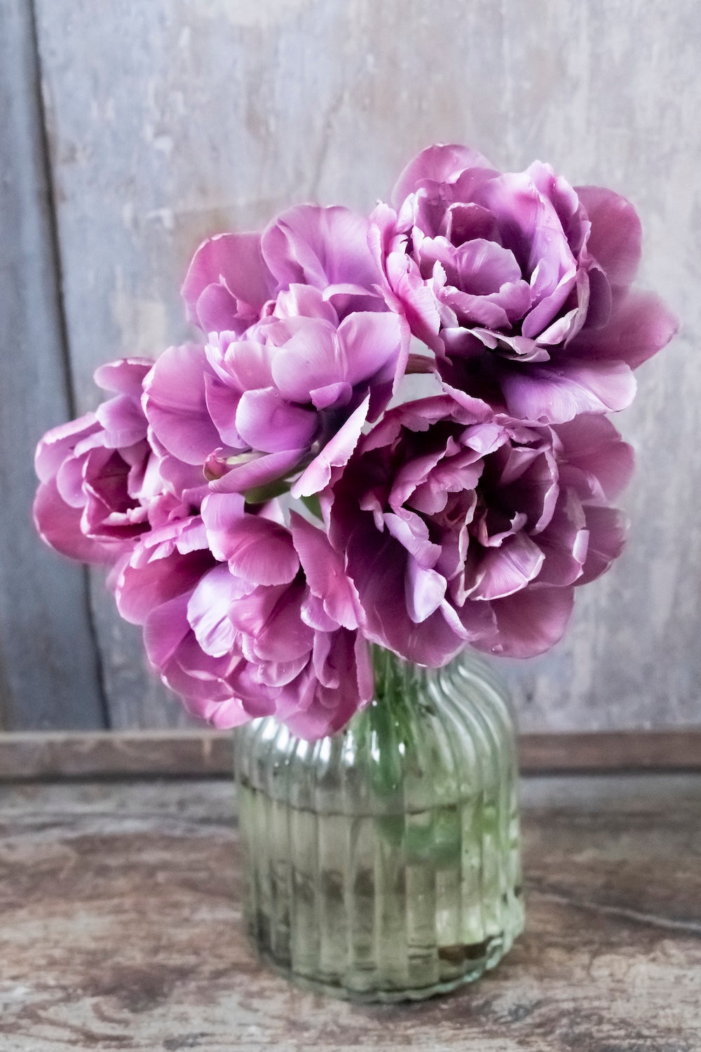 Tulpe "Rosy Diamond" – 10 Zwiebeln