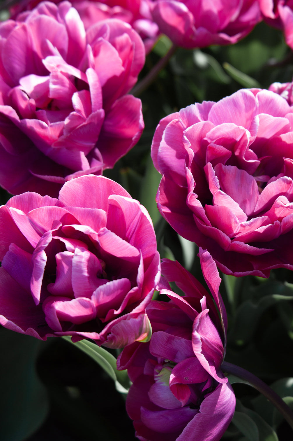 Tulpe "Rosy Diamond" – 10 Zwiebeln