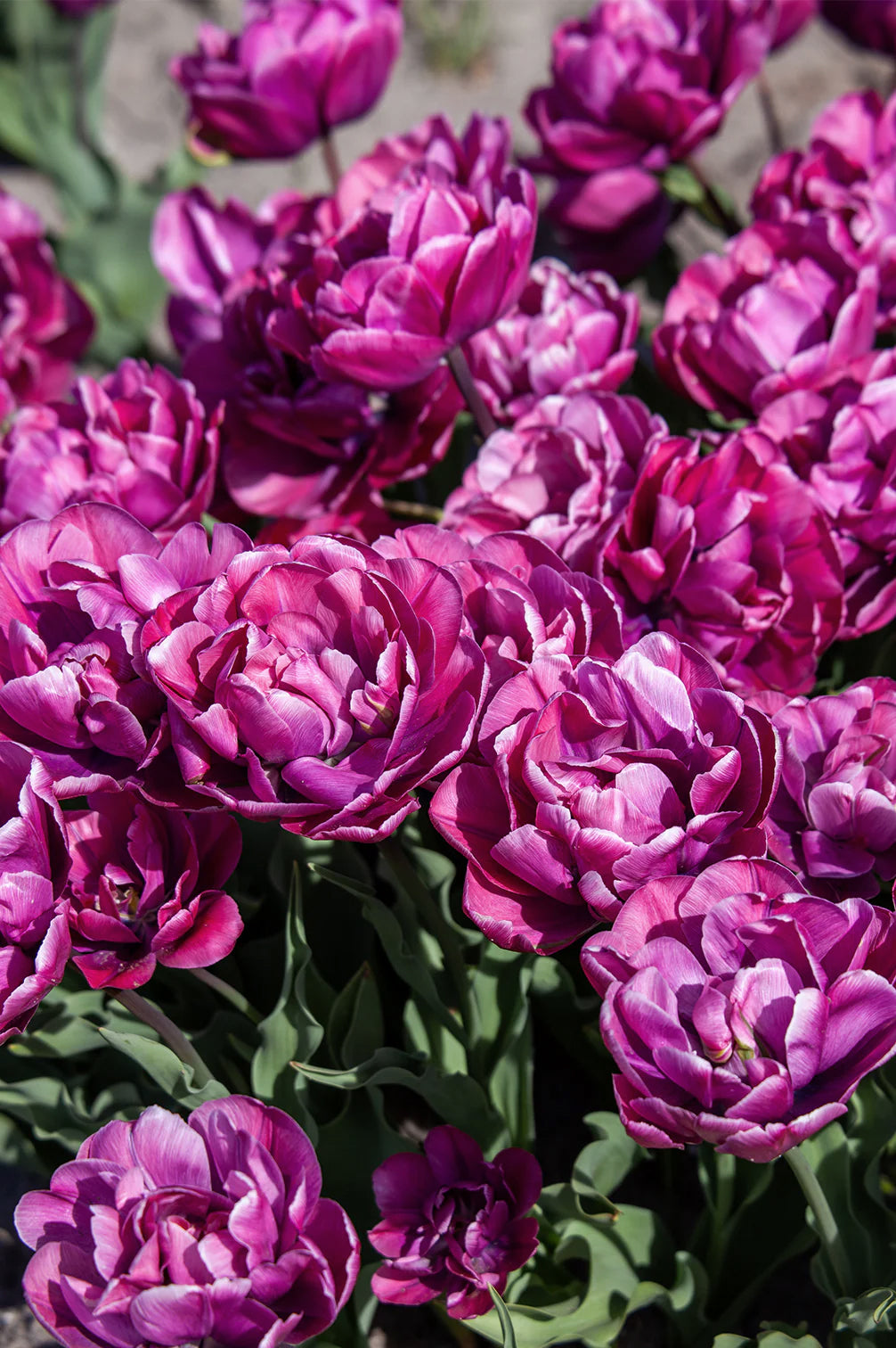 Tulpe "Rosy Diamond" – 10 Zwiebeln