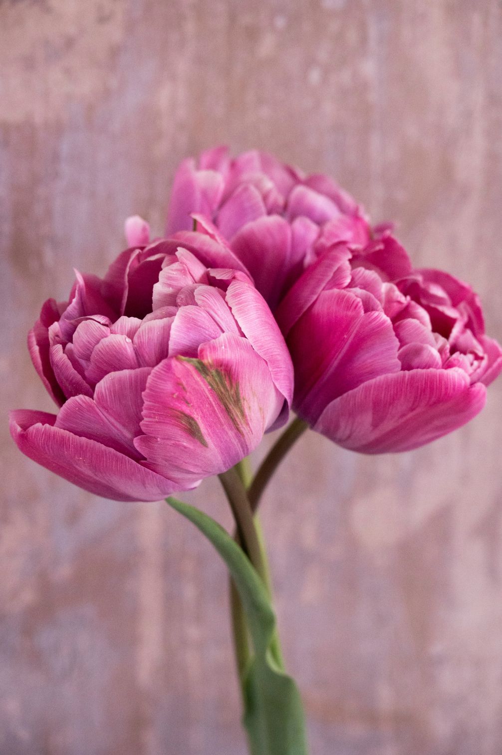 Tulpe "Rosy Diamond" – 10 Zwiebeln