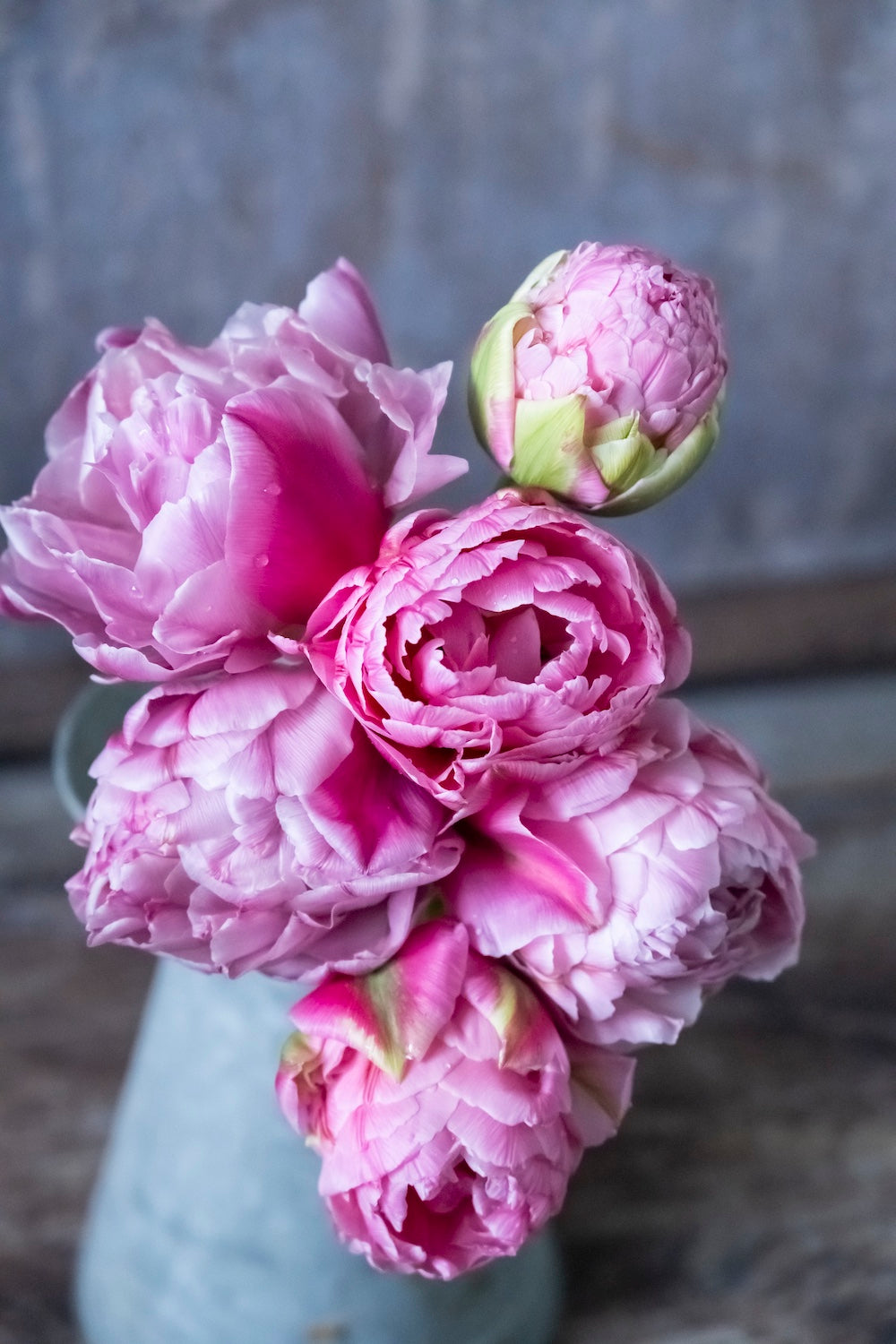 Tulpe "Strawberry Cream" – 10 Zwiebeln