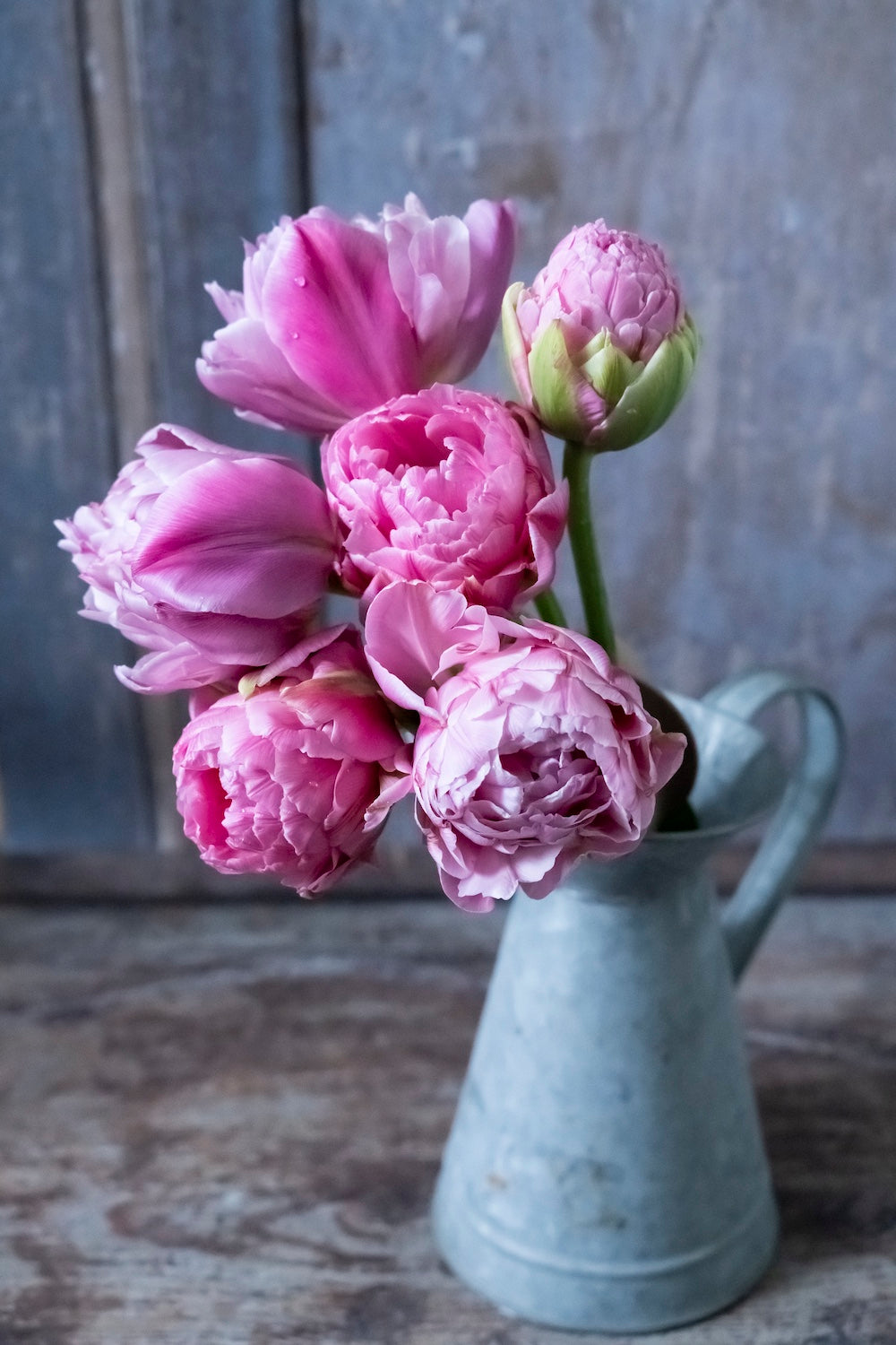 Tulpe "Strawberry Cream" – 10 Zwiebeln